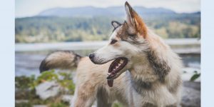 According to Clarissa Pinkola Estes, wolves symbolize our wild woman selves. 