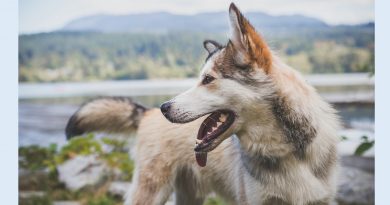 According to Clarissa Pinkola Estes, wolves symbolize our wild woman selves.