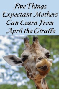 Expecting a baby? Wishing this child would just come NOW? Check out April the Giraffe's take on the subject of pregnancy.