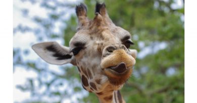 April the Giraffe has more in common with high-stakes testing than we may think.